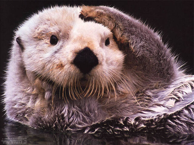 File:Otter.jpeg