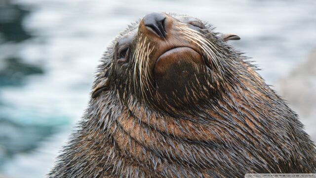 File:Sea lion-wallpaper-960x540.jpg