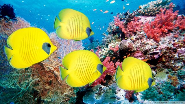 File:Yellow butterfly fish-wallpaper-960x540.jpg