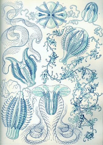 File:1024px-Haeckel Ctenophorae.jpg