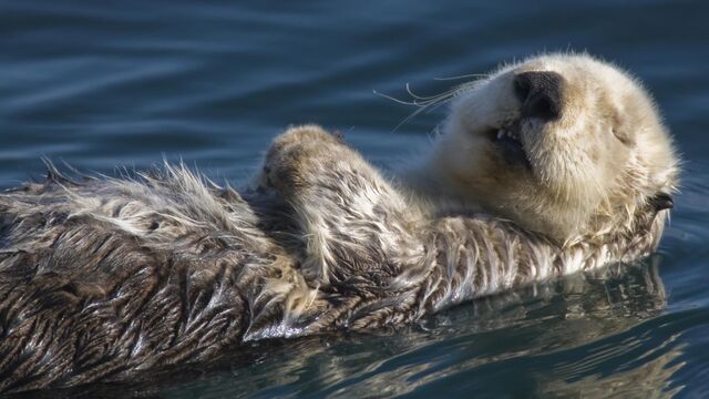 File:Sea otter.jpg