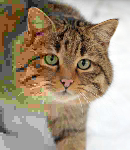 File:Cat.png