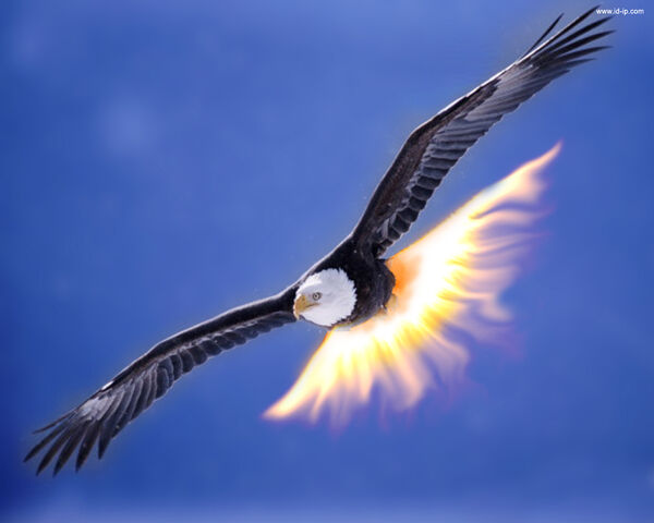 File:Eagle.jpg