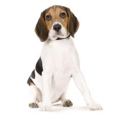 Plik:Beagle4.jpg