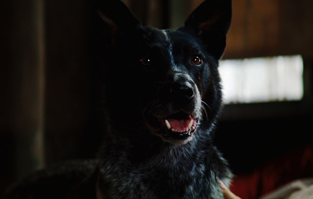File:Banner's dog.png