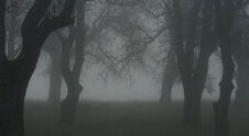 Creepy forest