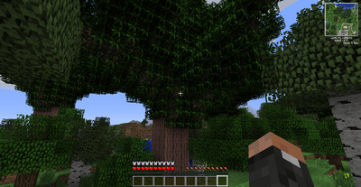 Giant Rubber Tree