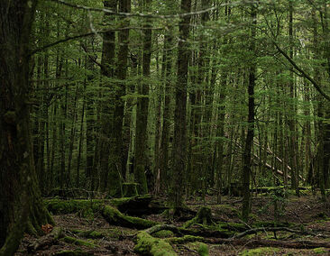 Mura forest