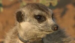 Kinkajou