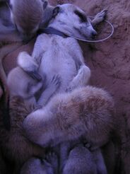 Risca(VWF004) nursing Zorilla(VGGF012) and Kleintjie(VGGF014) Gattaca