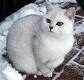 Silverpelt