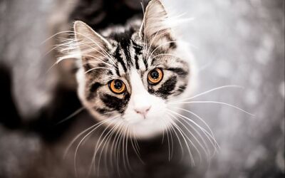 Tigerblume