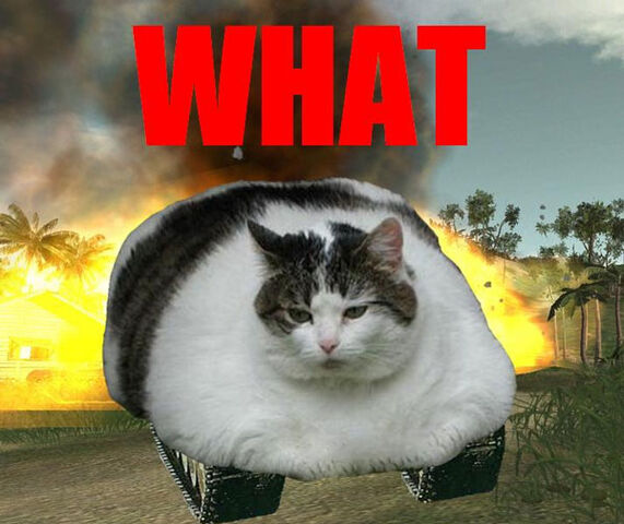 File:Tank-cat.jpg
