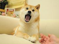 Doge2.jpg