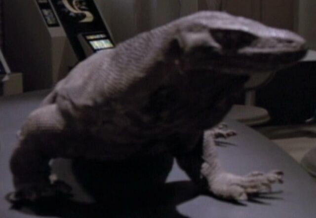 File:Komodo dragon.jpg