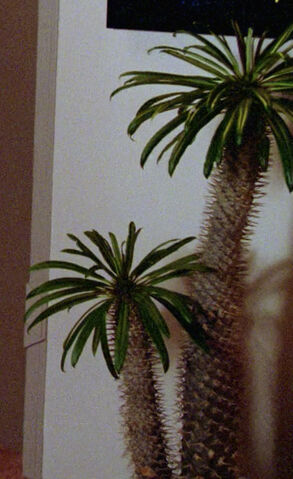 File:Cactus, Yar's quarters.jpg