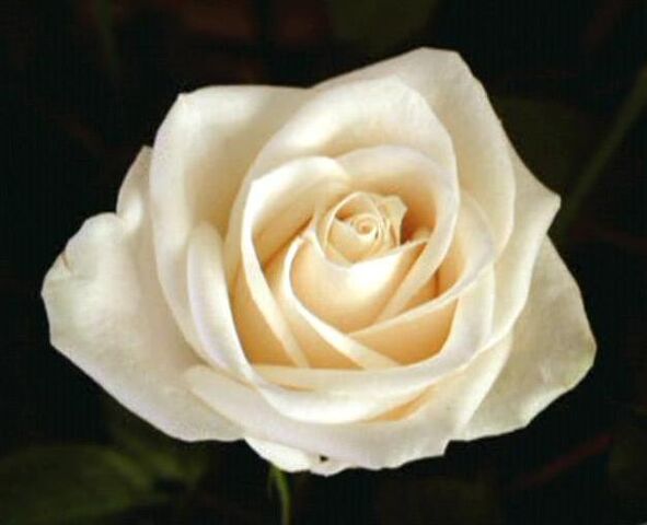 File:White rose.jpg