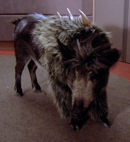 File:Targ.jpg