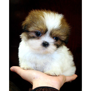 shih tzu in season image puppy shih tzu jpeg memory delta wiki fandom powered by wikia shih tzu in season image puppy shih tzu jpeg memory delta wiki fandom powered by wikia
