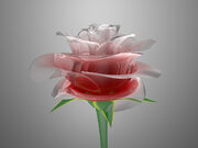 8502rosa.jpg