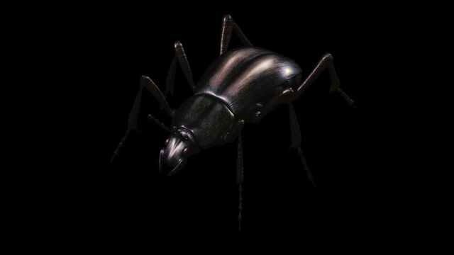 Archivo:Elanthia Beetle.jpg
