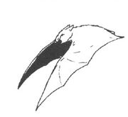 Bat