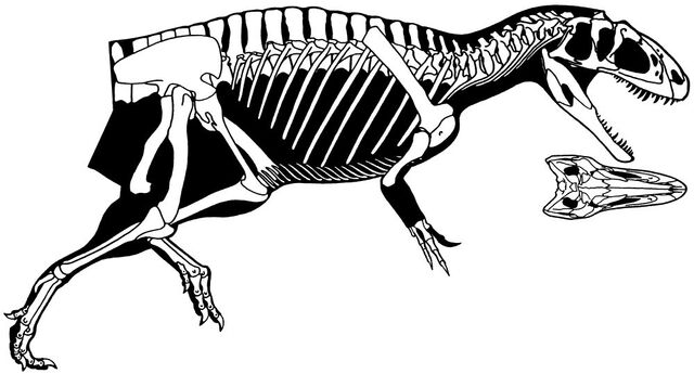 File:Yangchuanosaurus dongi.jpg