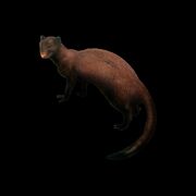 Marsh Mongoose