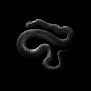 BlackMamba 3b6050f3dced7