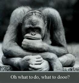 Monkey thought