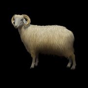 Karakul