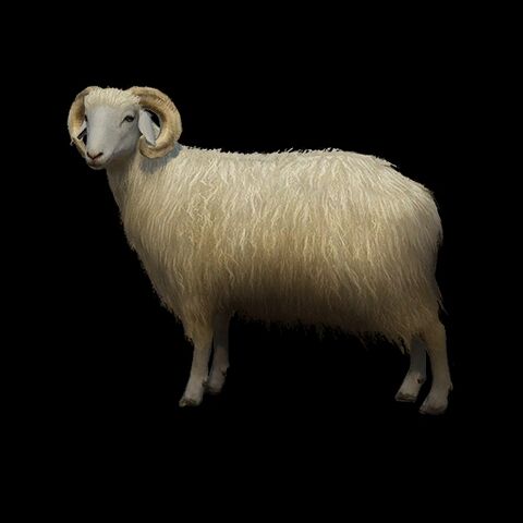 File:Karakul.jpg