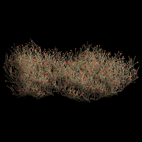 File:VI Haoma TPP.png