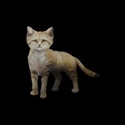 Sand Cat