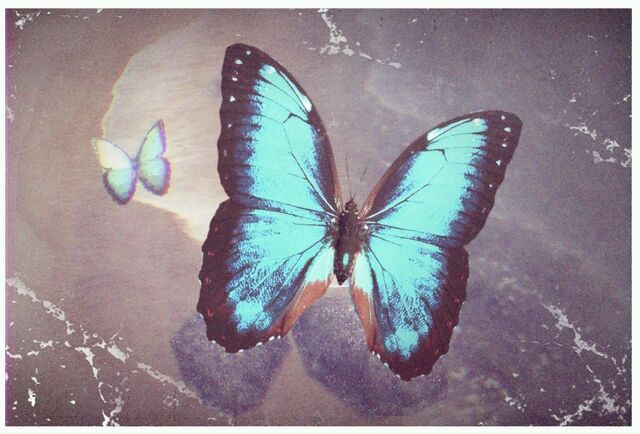 File:11 Morpho Butterfly.jpg