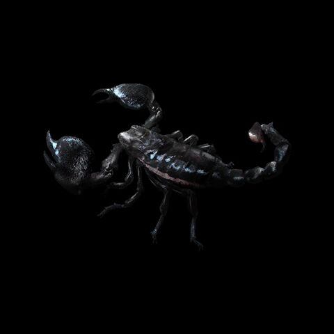 File:Emperor Scorpion.jpg