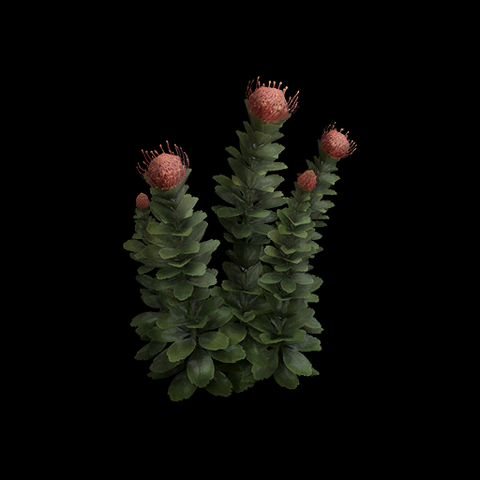 File:VI AfricanPeach TPP.png
