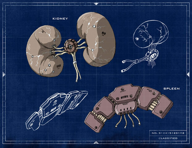 File:Kidneys.jpg