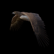 MartialEagle 3f7699dc410e0