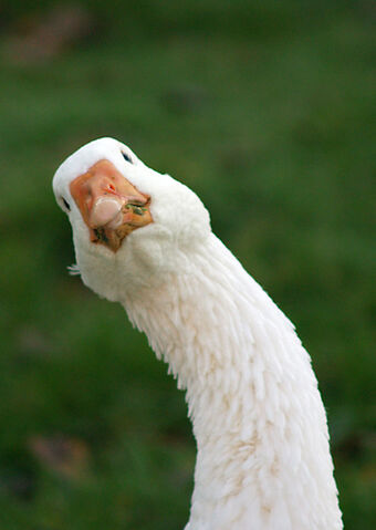 File:Funny-goose.jpg