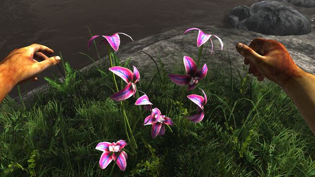 File:Rainbow orchid.jpg