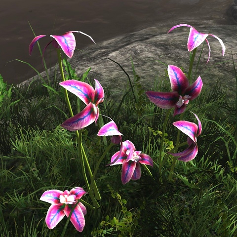 File:Rainbow orchid.png