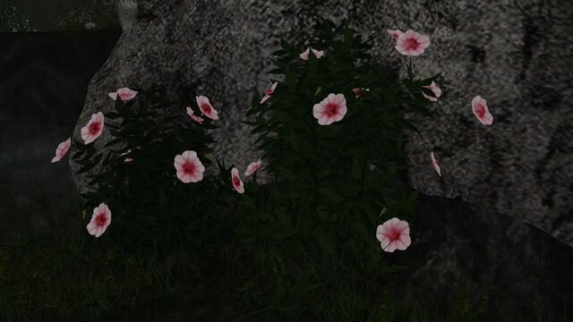File:White-pink viola.jpg