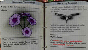 Indigo asteraceae notes