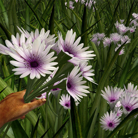 File:White bundle prairie flower.png