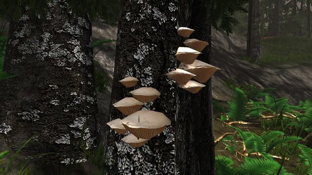 File:Wood gill fungus.jpg