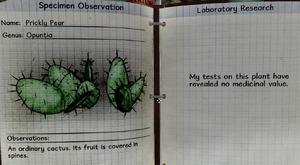 Prickly pear notes