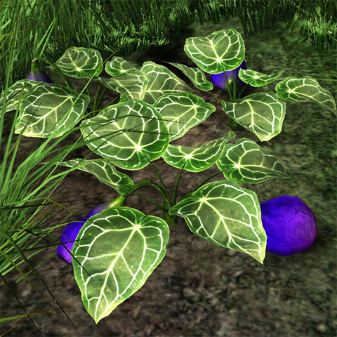 File:Fleshy purple fruit.png