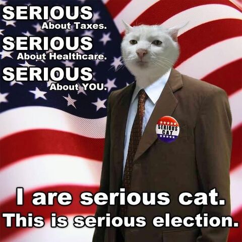 File:Lolcat-serious-election.jpg