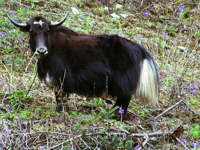 File:Yakow.jpg